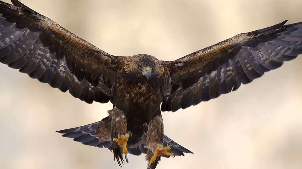 Wildlife watching in the UK: golden eagle in the Cairngorms